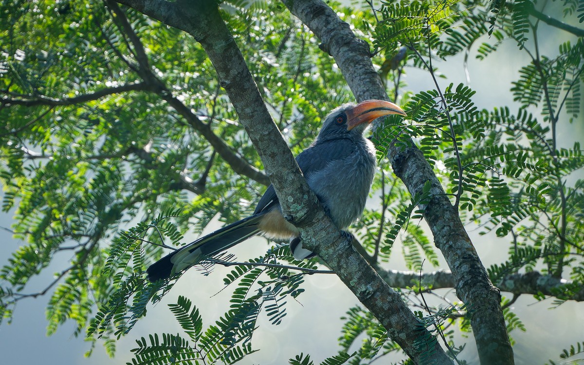 Малабарский серый ток - ML644515550