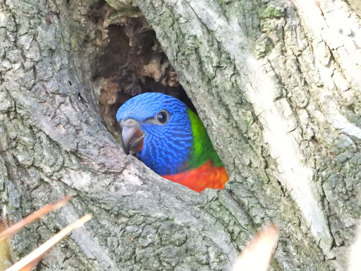 Радужный лорикет - ML644515551