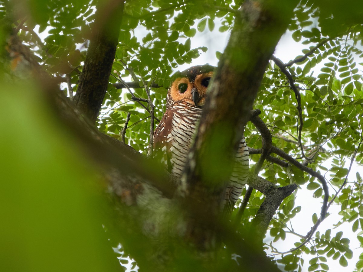 Spotted Wood-Owl - ML644515556