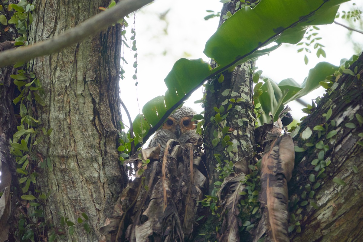 Пагодная неясыть - ML644515557