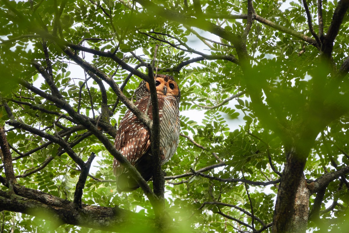 Пагодная неясыть - ML644515558