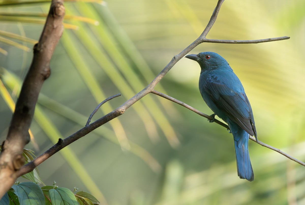 Asian Fairy-bluebird - ML644515559