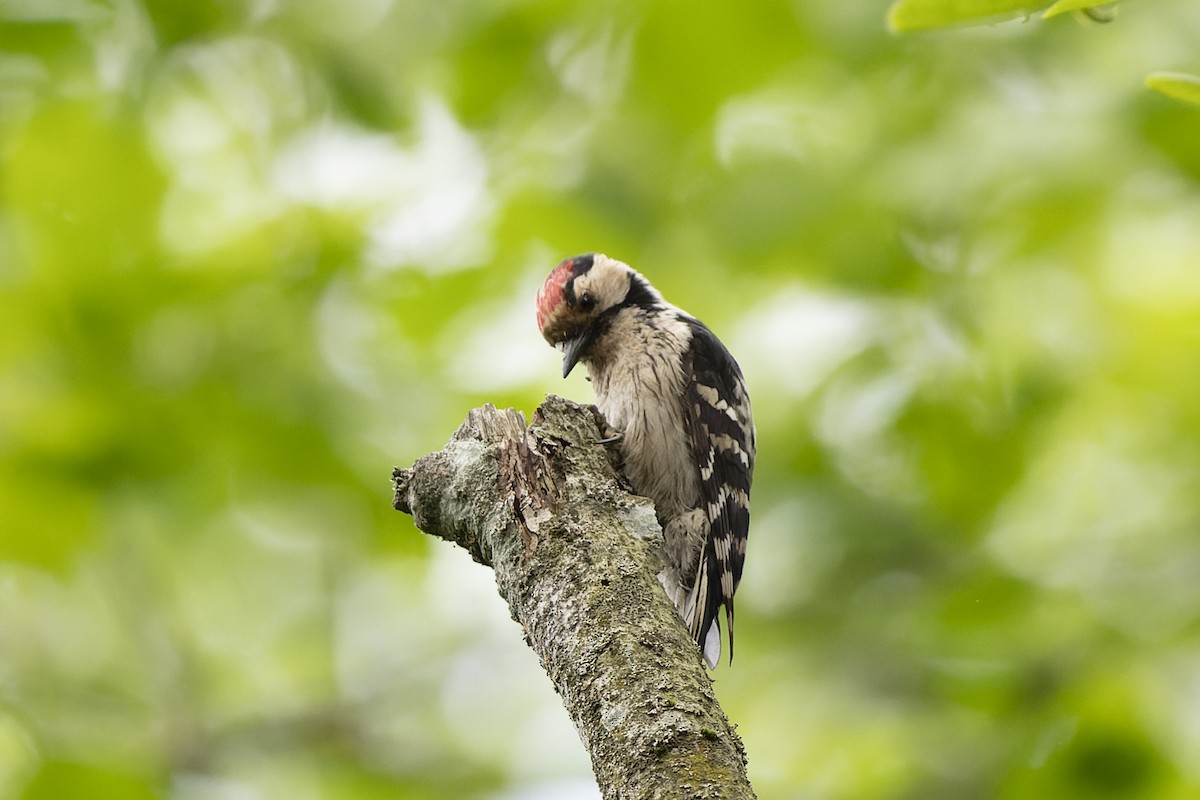 Малый пёстрый дятел - ML644515562