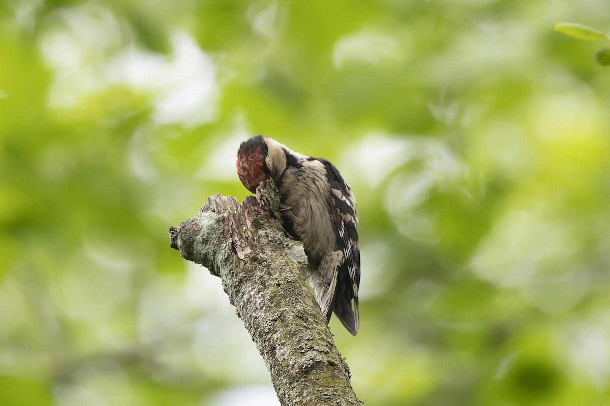 Малый пёстрый дятел - ML644515563