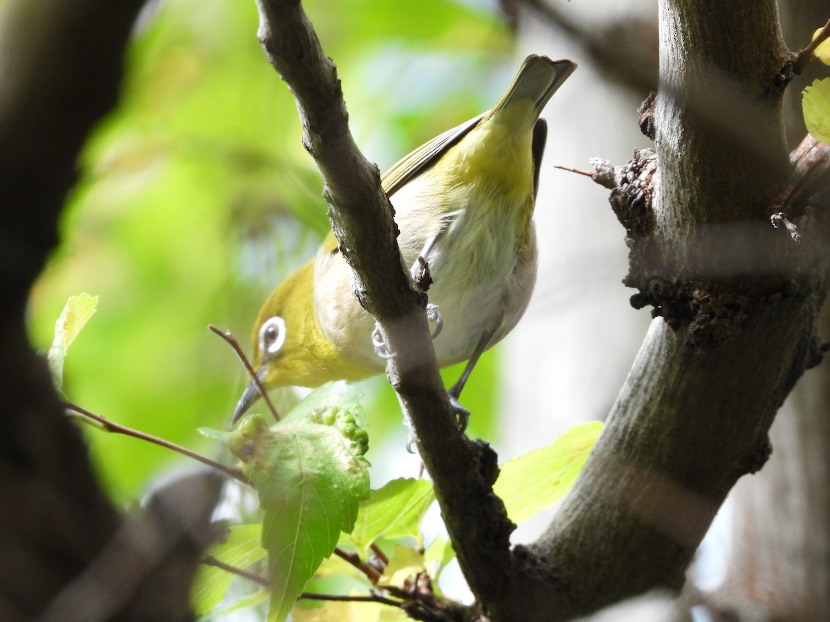 Anteojitos Japonés - ML644515566