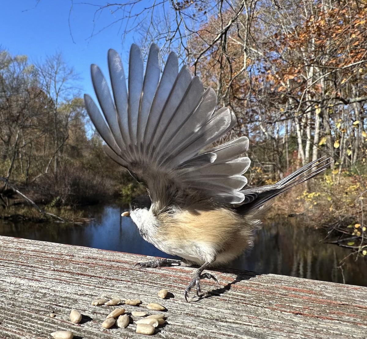 Черношапочная гаичка - ML644515569