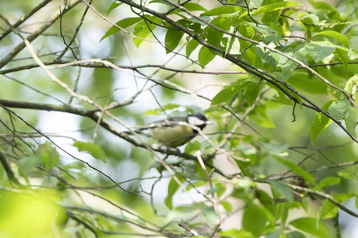 Большая синица - ML644515570