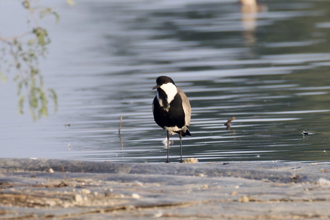 Mahmuzlu Kızkuşu - ML644515571