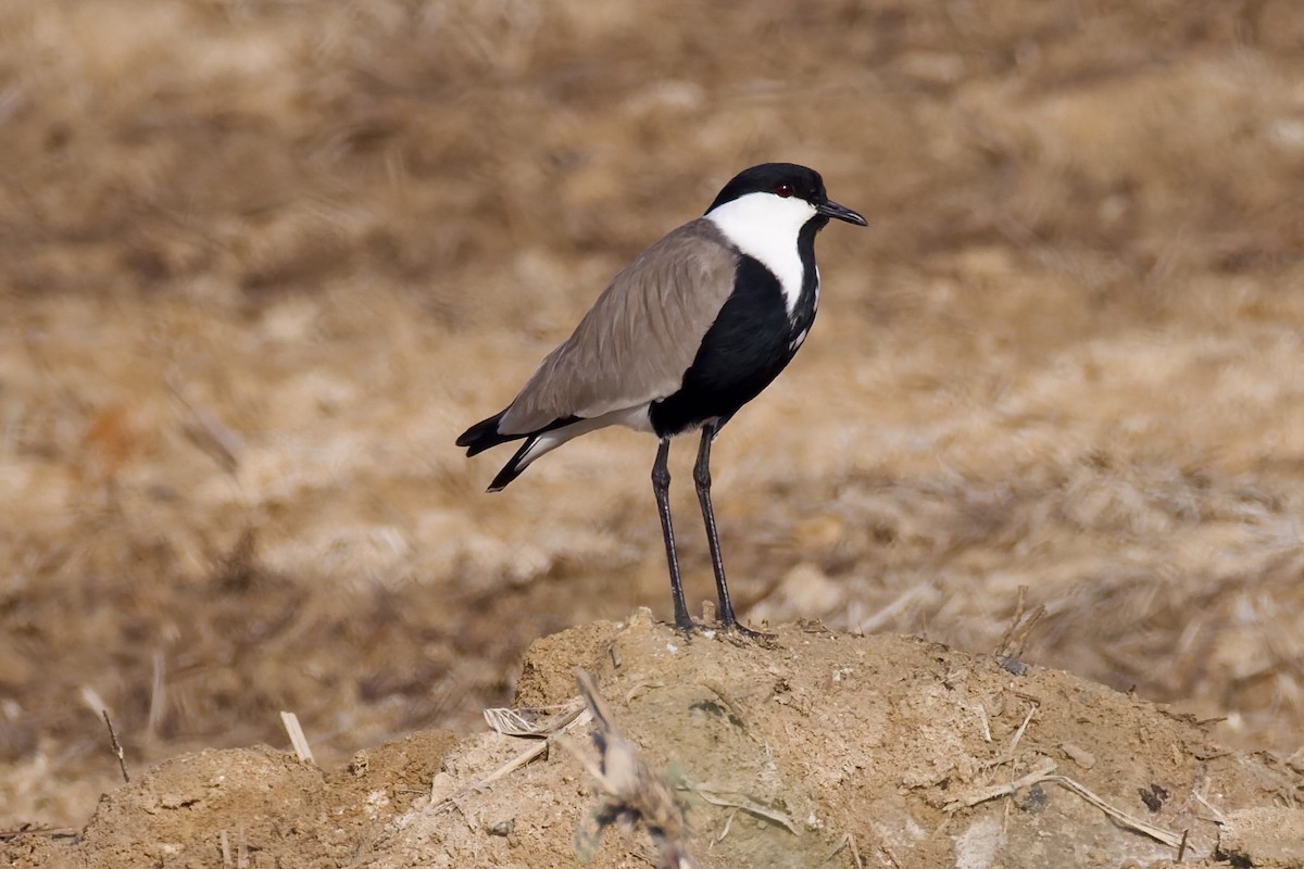 Mahmuzlu Kızkuşu - ML644515572