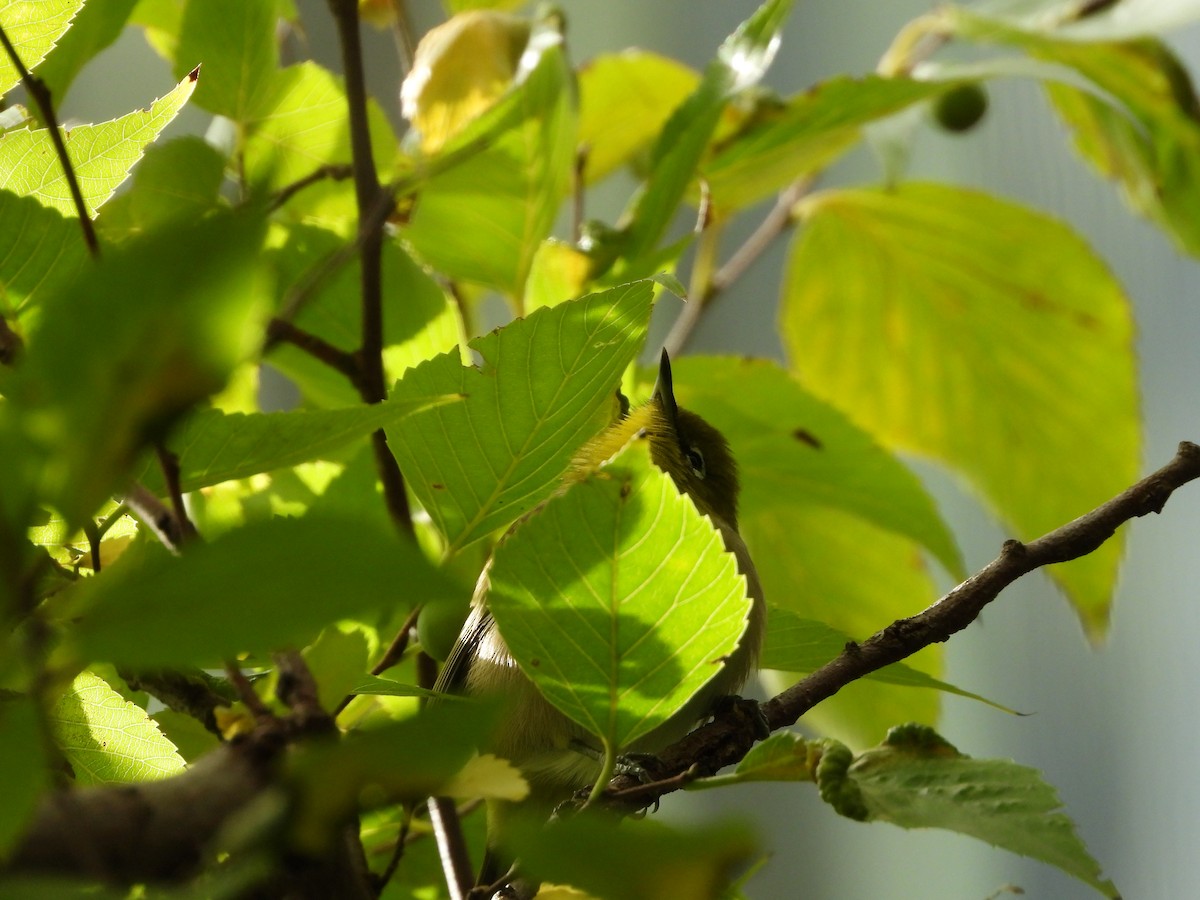 Anteojitos Japonés - ML644515582