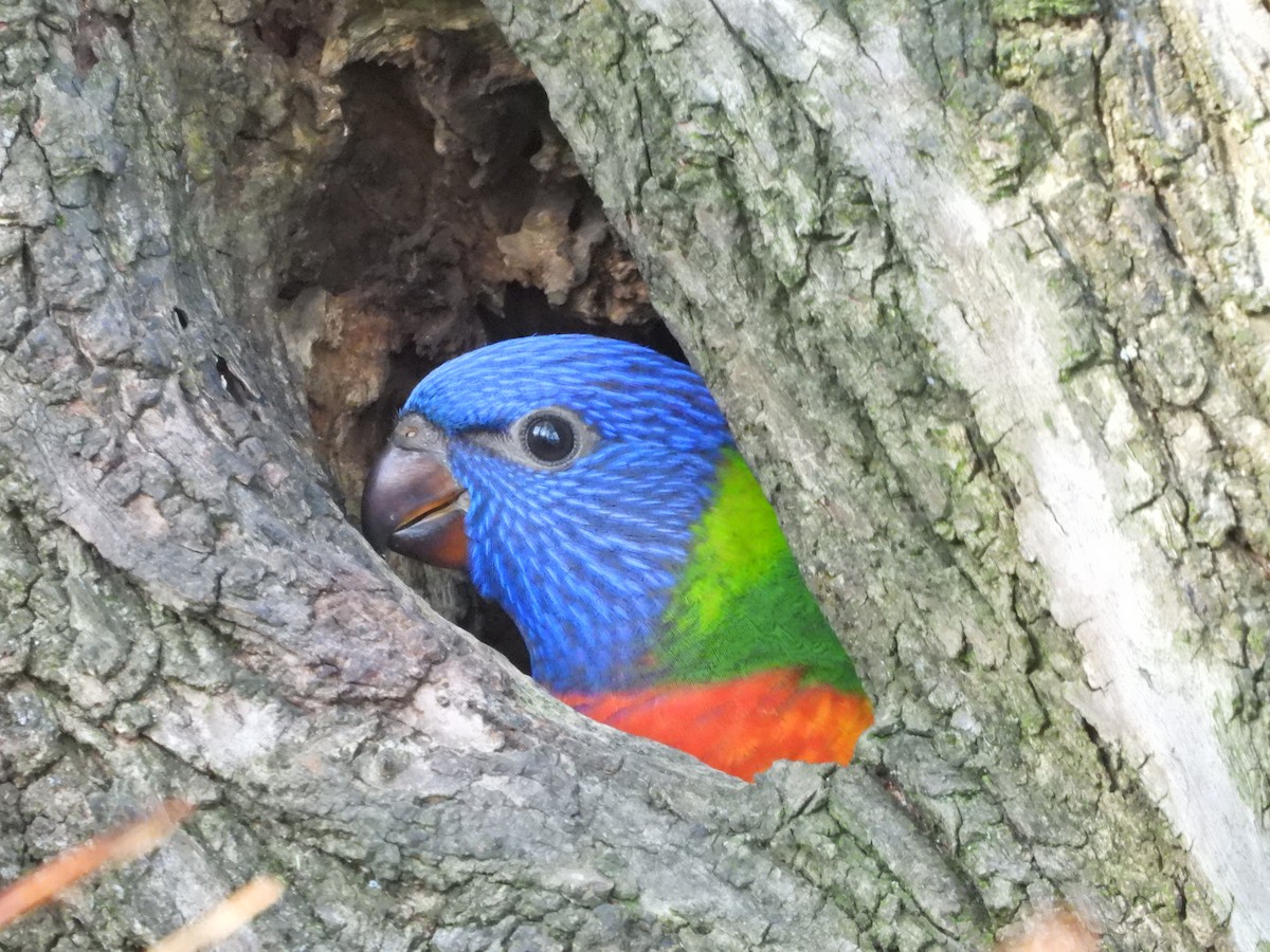 Лорікет синьоголовий - ML644515586