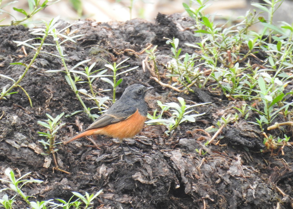 Горихвістка чорна - ML644515590