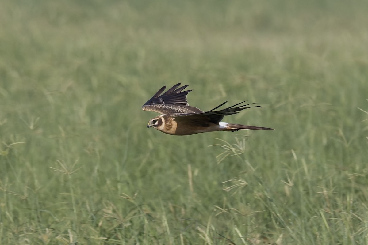 Лунь степовий - ML644515597