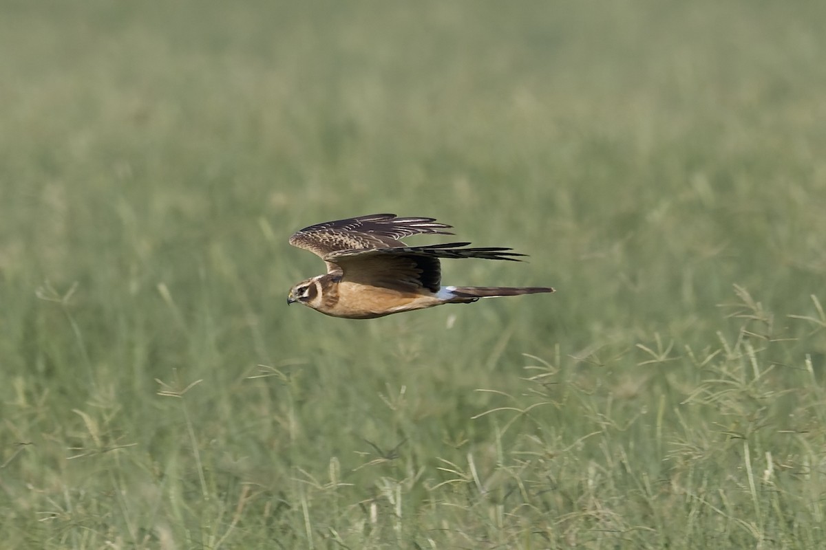 Лунь степовий - ML644515598