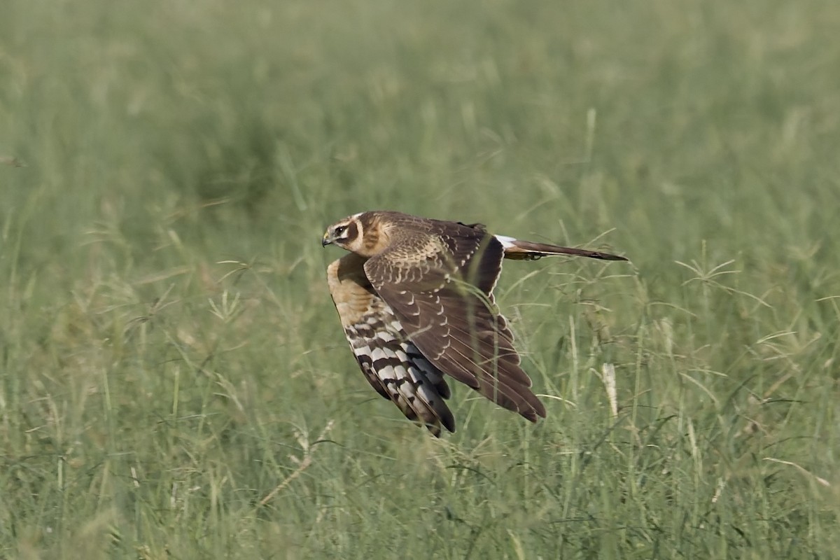 Лунь степовий - ML644515599