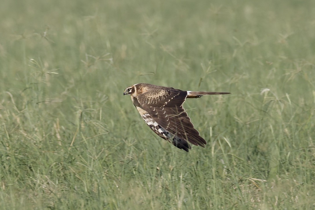Лунь степовий - ML644515600