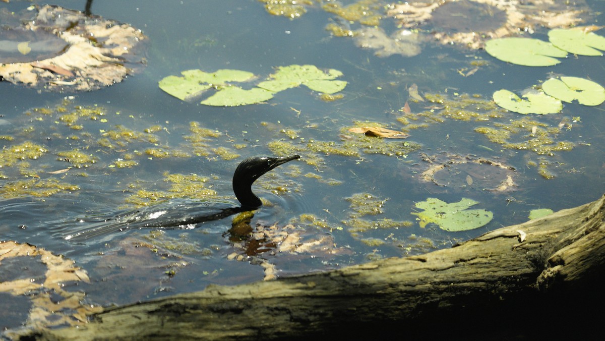 Баклан індонезійський - ML644515601