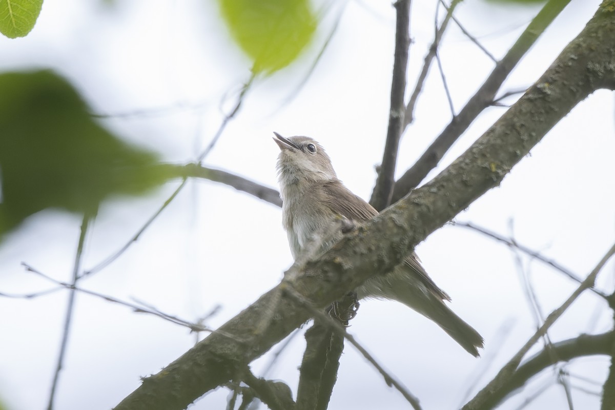 Кропив'янка садова - ML644515606