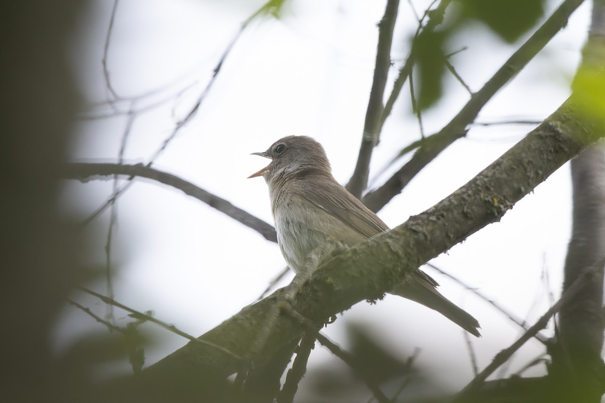 Кропив'янка садова - ML644515607