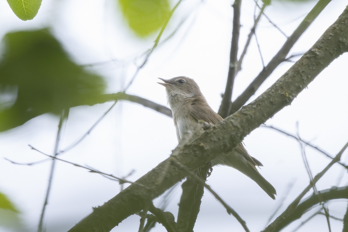 Кропив'янка садова - ML644515608