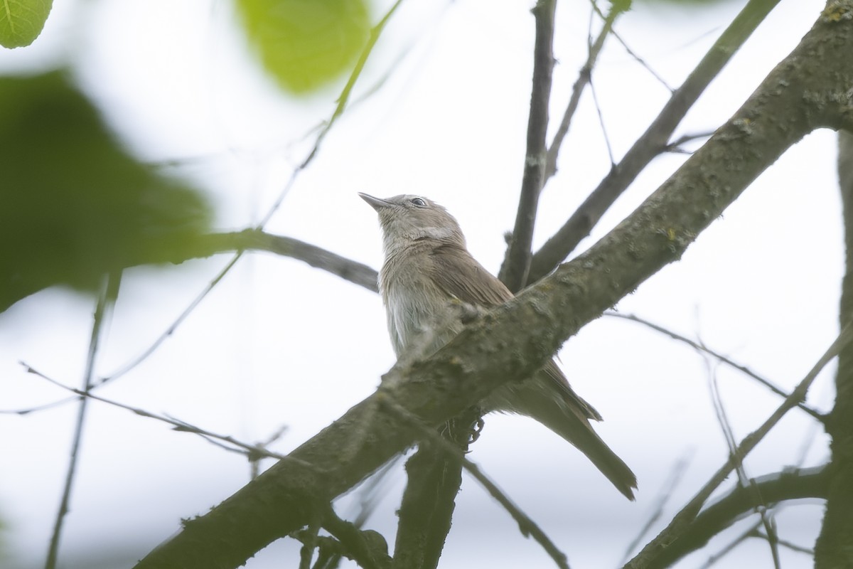 Кропив'янка садова - ML644515609