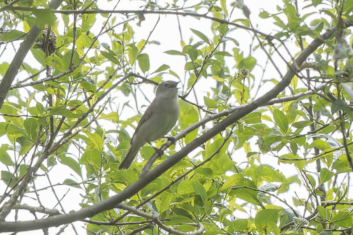 Кропив'янка садова - ML644515610