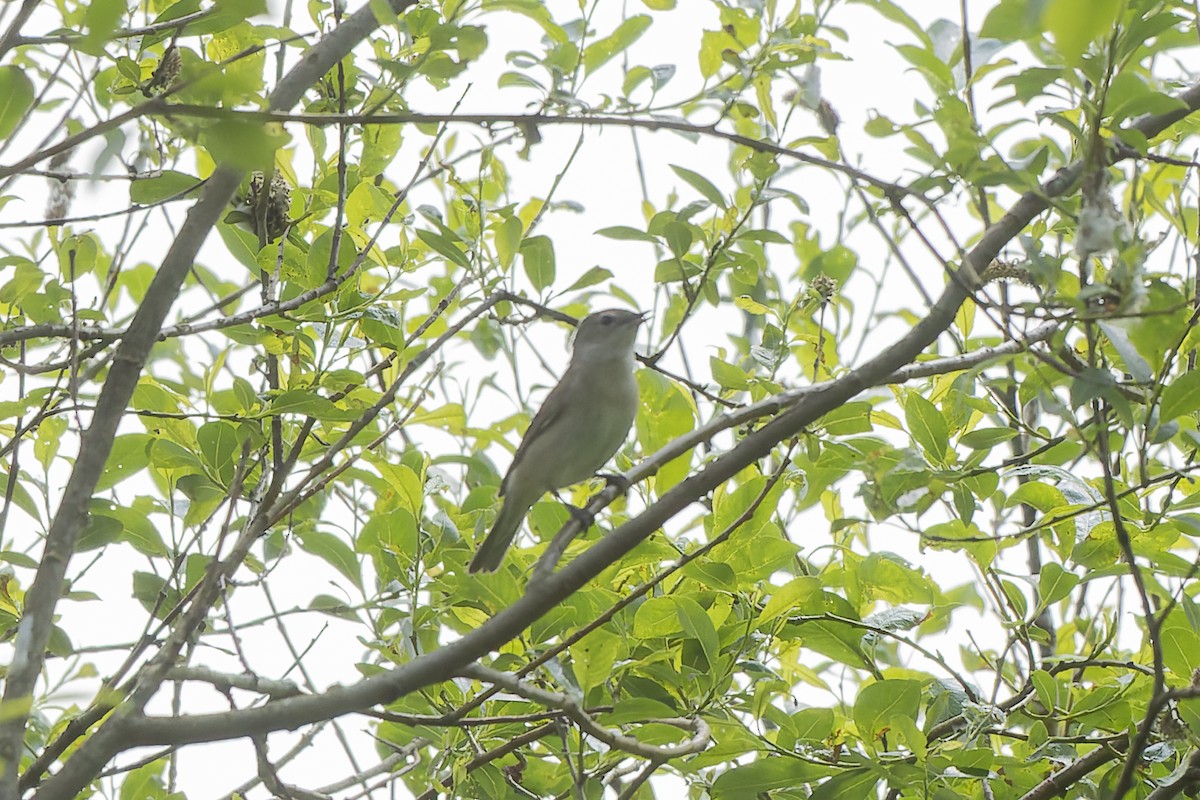 Кропив'янка садова - ML644515611