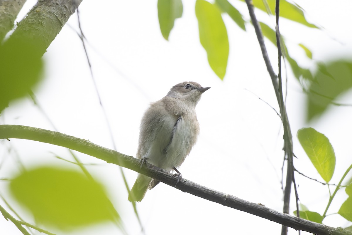 Кропив'янка садова - ML644515612