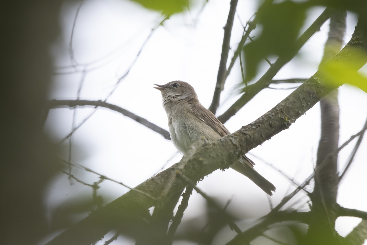 Кропив'янка садова - ML644515613