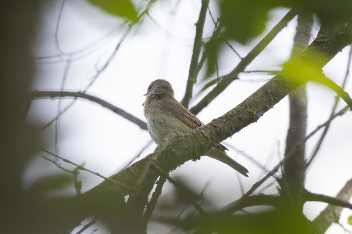 Кропив'янка садова - ML644515614