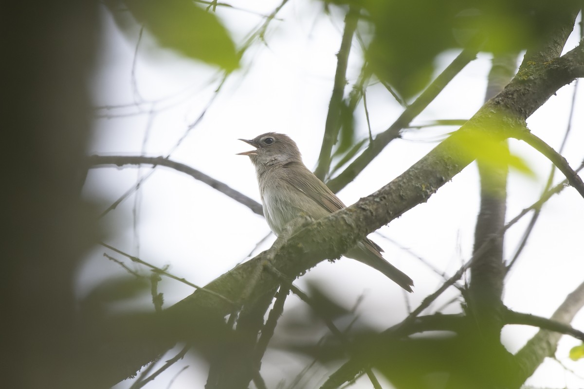 Кропив'янка садова - ML644515615