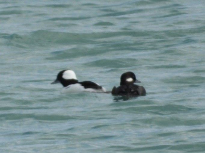 Гоголь малий - ML644515616