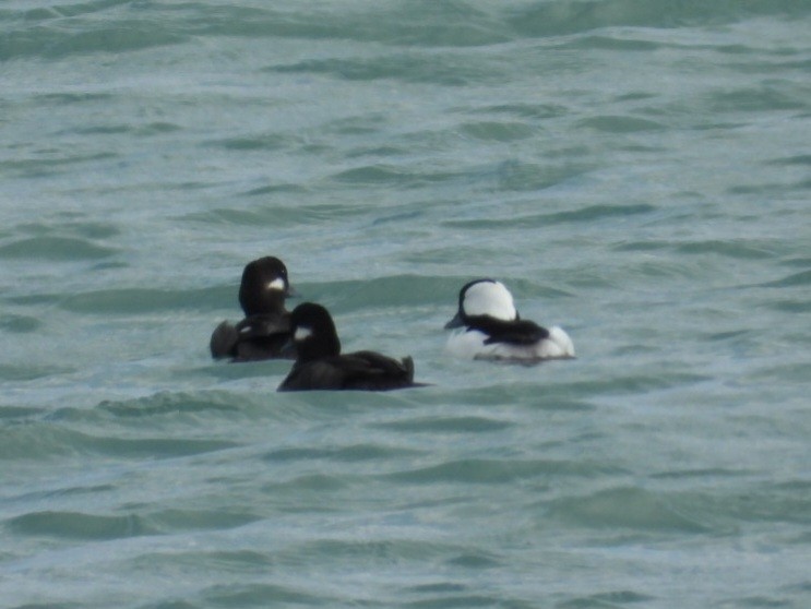 Гоголь малий - ML644515617