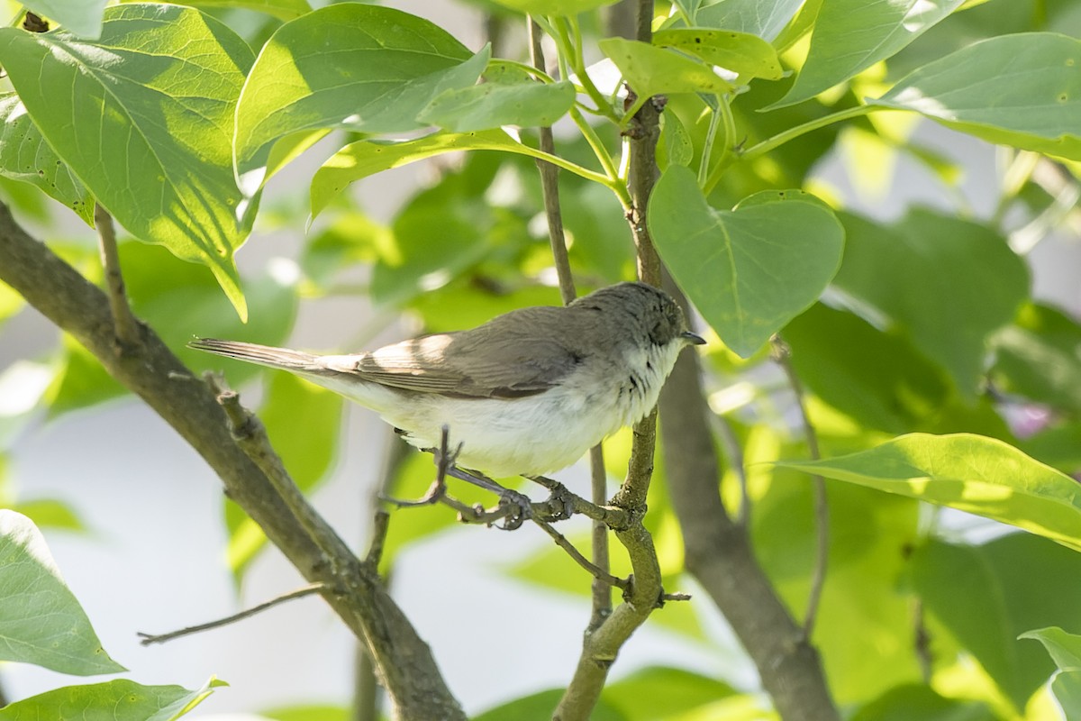 Кропив'янка прудка - ML644515618