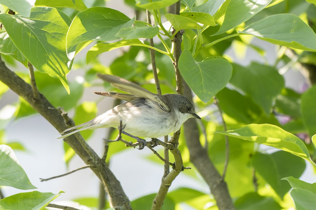 Кропив'янка прудка - ML644515619