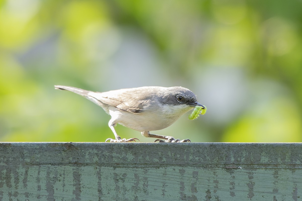 Кропив'янка прудка - ML644515620