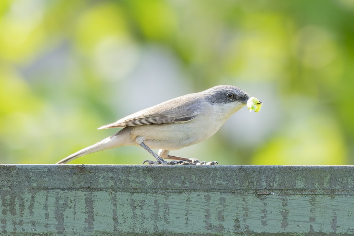 Кропив'янка прудка - ML644515621