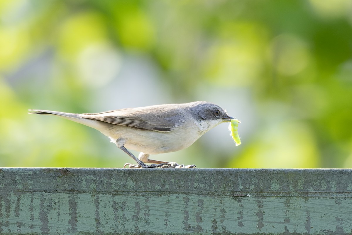 Кропив'янка прудка - ML644515622