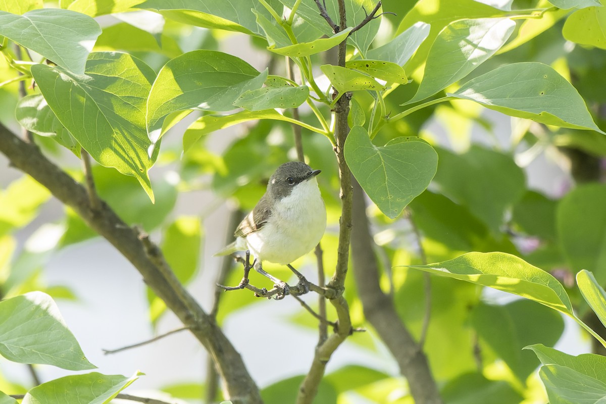 Кропив'янка прудка - ML644515623