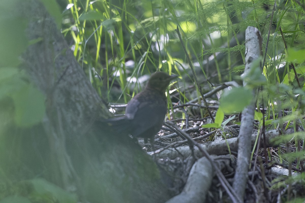 Eurasian Blackbird - ML644515632