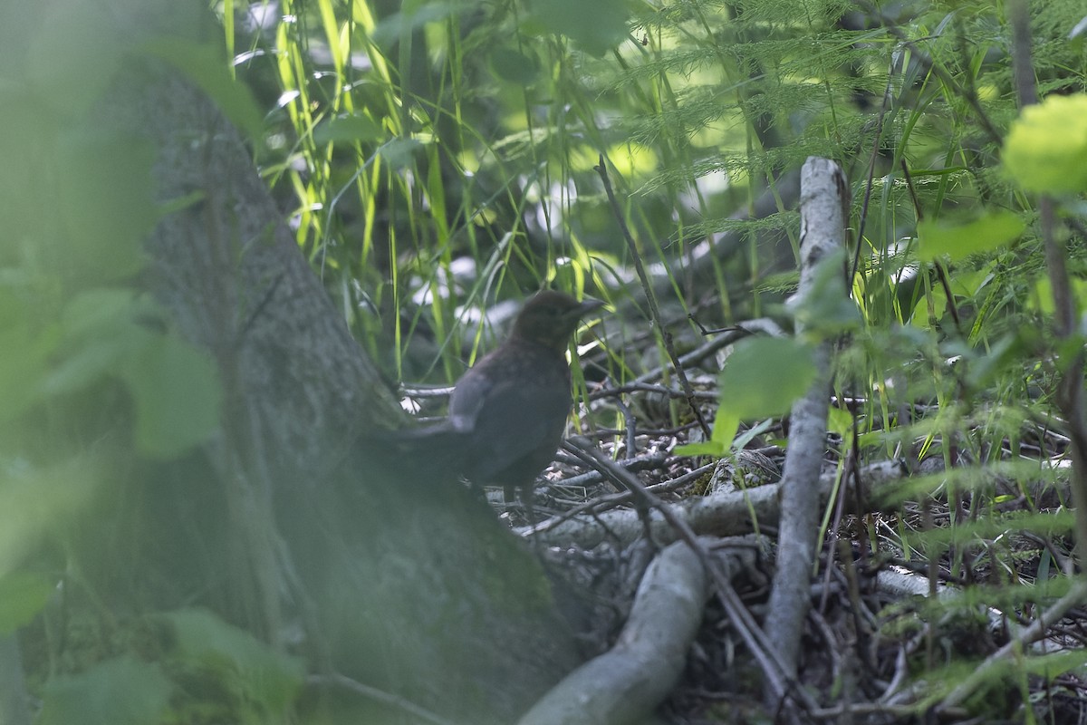 Eurasian Blackbird - ML644515633