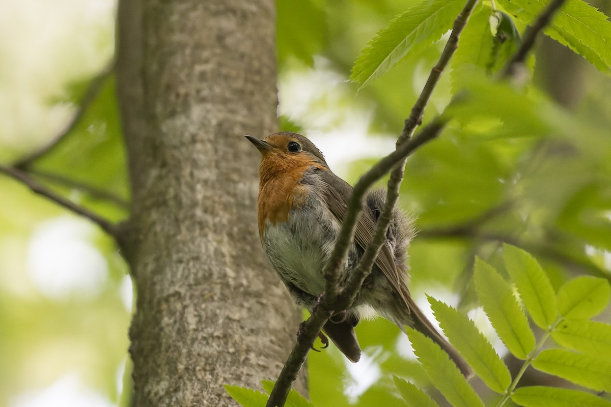 European Robin - ML644515638
