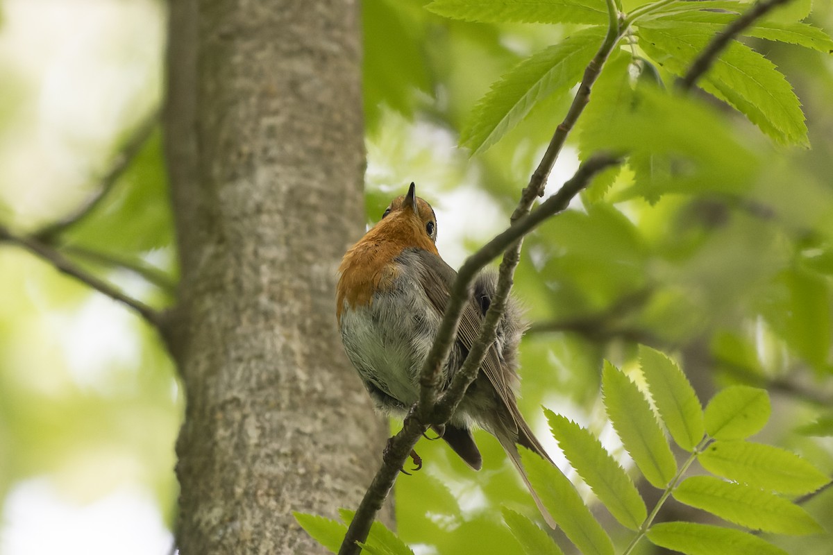 European Robin - ML644515639