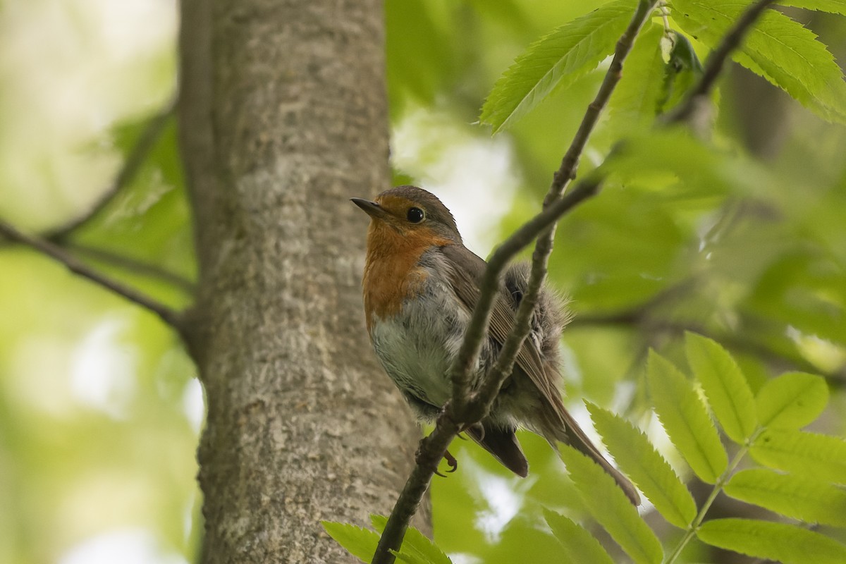 European Robin - ML644515640