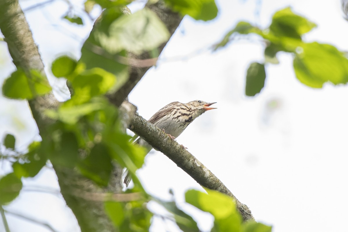 Ağaç İncirkuşu - ML644515654