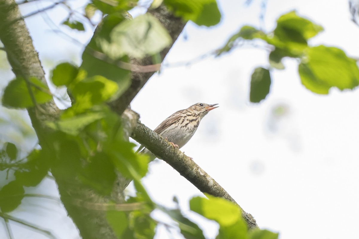 Tree Pipit - ML644515655