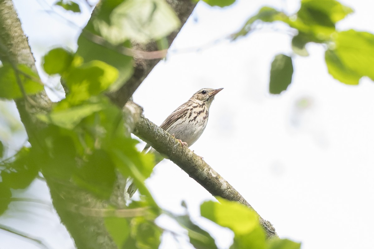 Tree Pipit - ML644515656