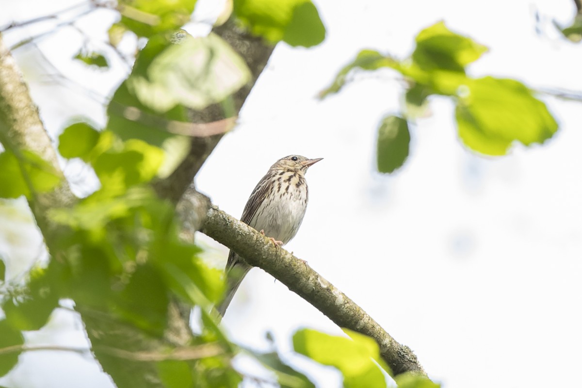 Ağaç İncirkuşu - ML644515657