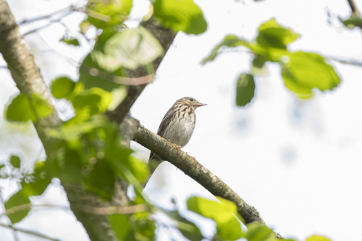 Tree Pipit - ML644515658