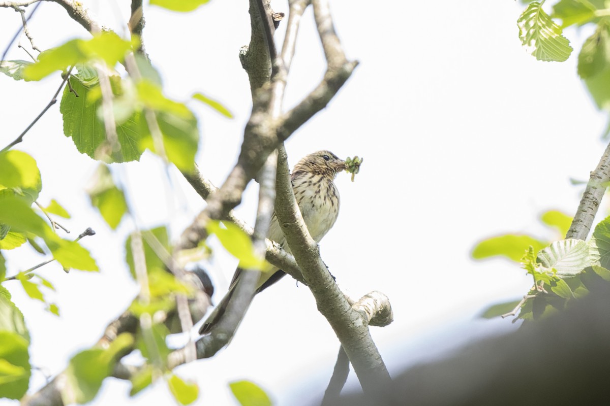 Ağaç İncirkuşu - ML644515659